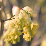 Corylopsis spicata