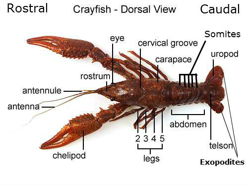 Dorsal View of Crayfish