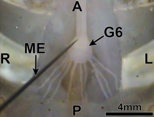 Fig 10: Ventral view of the sixth abdominal ganglion (G6) of the ventral nerve cord. The tip of the tungsten microelectrode (ME) is inserted at the location of the cell body of a caudal photoreceptor. A, anterior; P, posterior; L, left; R, right. Images here and those shown in Figures 6 through 9 are from Orconectes immunis, which have integument and connective tissue on the ventral side in the tail that is lighter and somewhat transparent in comparison to Procambarus clarkii, making the ventral nerve cord easier to see during dissection (cf. Discussion). 