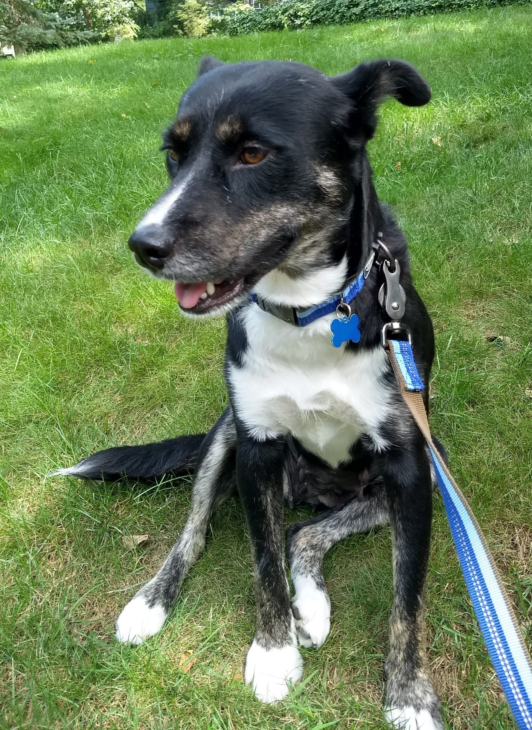 Dogs of Lafayette Created by Students in FYS 77, The Dog Course