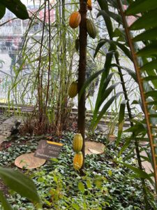 cacao tree in the museum 