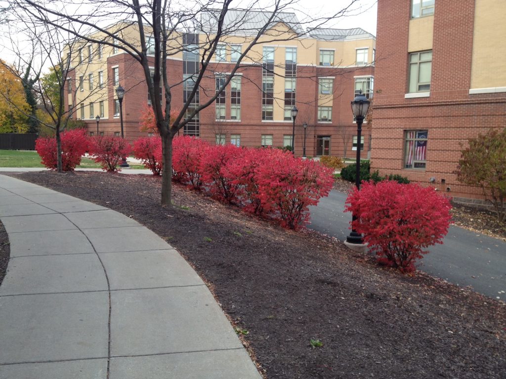 A lovely row of burning bush.  Listed as an invasive species by PA DCNR.  