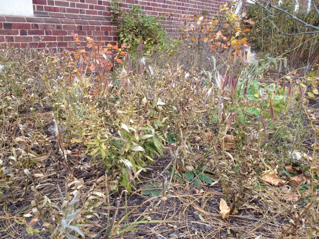 Butterfly weed going to seed in the pollinator garden at AEC