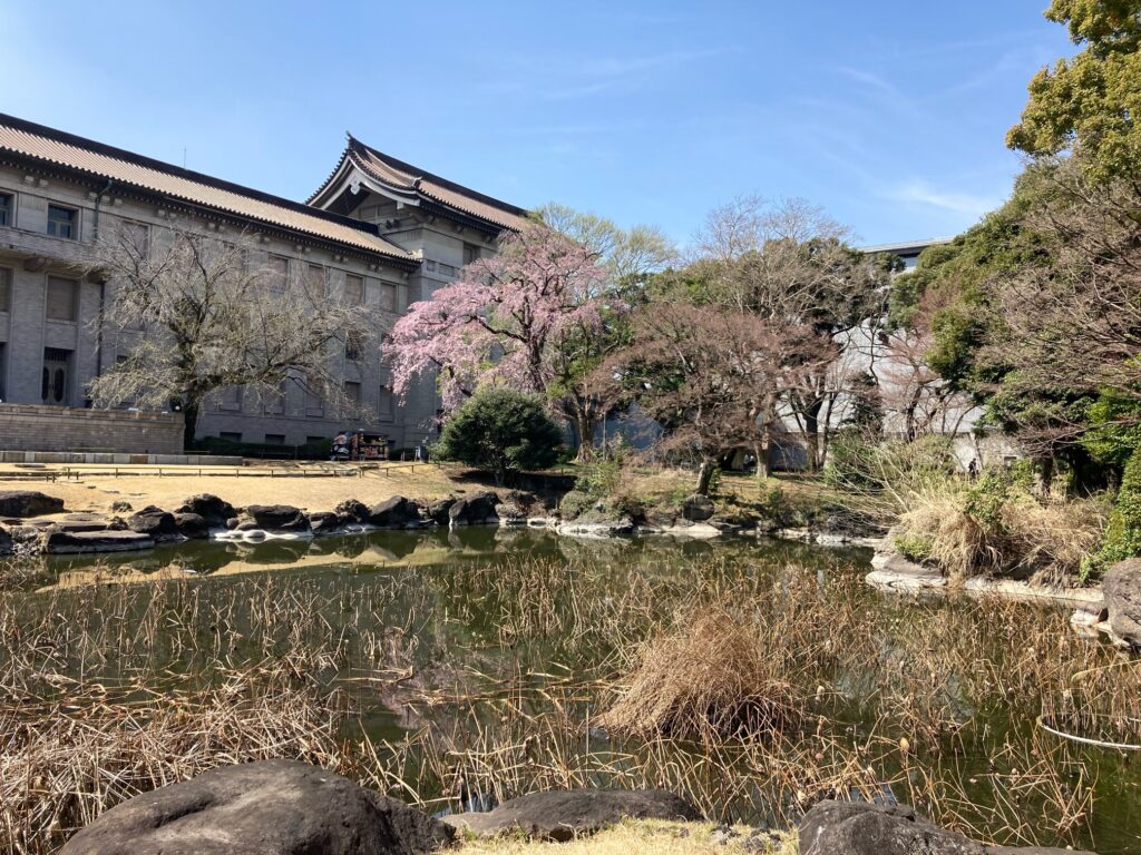 Cherry blossom tree outside pond