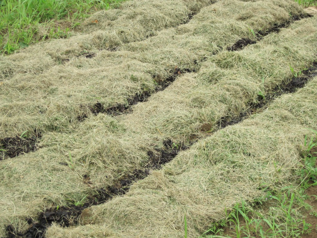 mulch LaFarm, The Lafayette College Community Garden & Working Farm