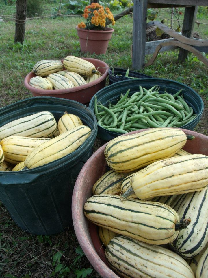 fall harvest – LaFarm, The Lafayette College Community Garden & Working