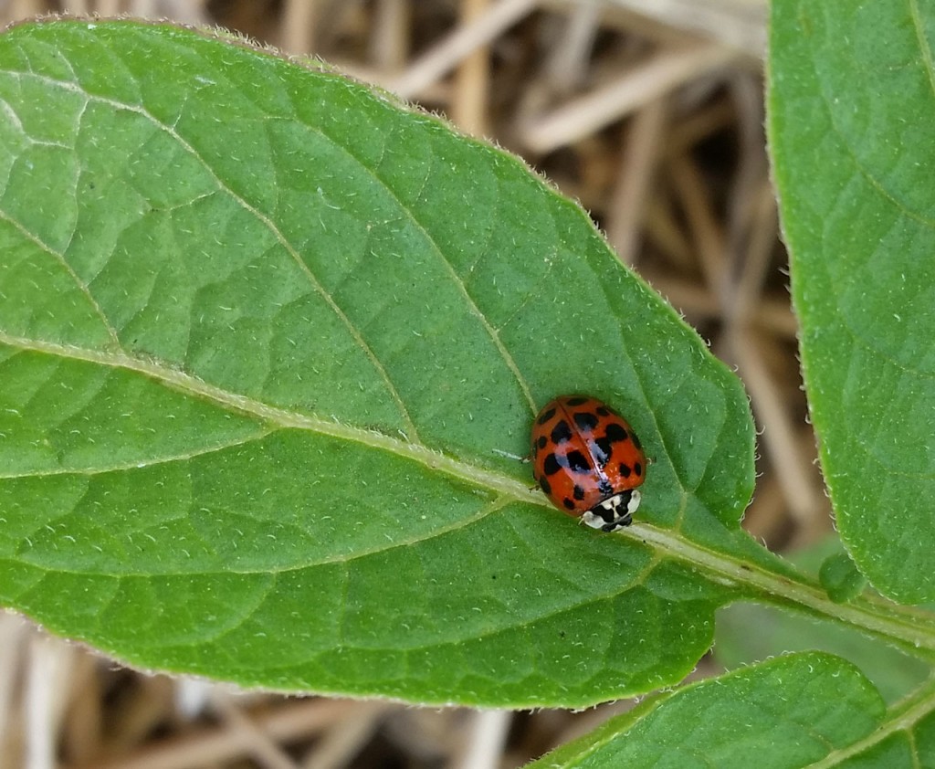 LadybugonPotato20140703 LaFarm, The Lafayette College Community