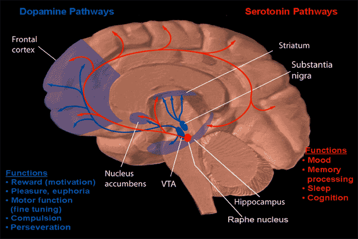 The structural and functional overlap between dopamine and serotonin pathways.