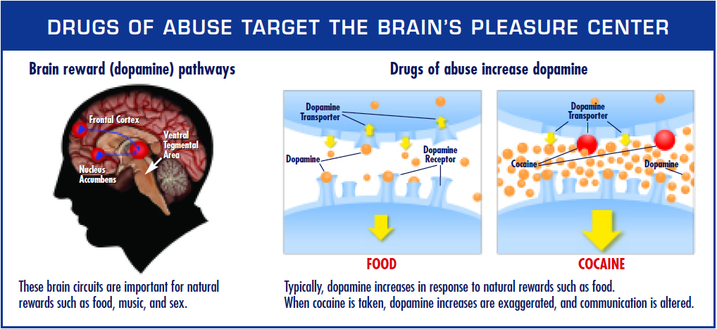 A demonstration for how some addictions target and hijack the dopamine reward pathway.