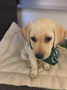 A 9-week-old Yellow Labrador/Golden Retriever puppy looks at the camera while sitting on his "work" bed. He's wearing his green bandana indicating that he is working