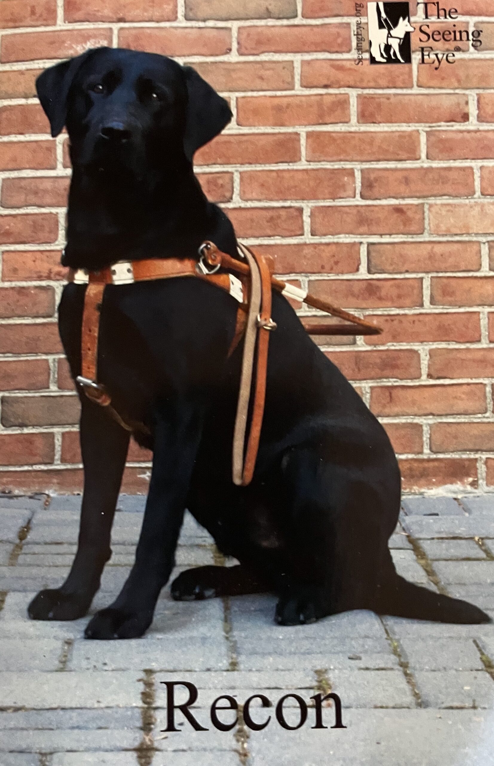 A black Labrador retriever sits in front of a brick wall wearing a guide dog harness.