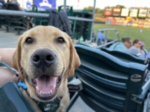 A yellow lab, with a baseball game in the ground, looks at the camera.