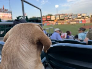 A yellow lab watching a baseball game from the human seats.