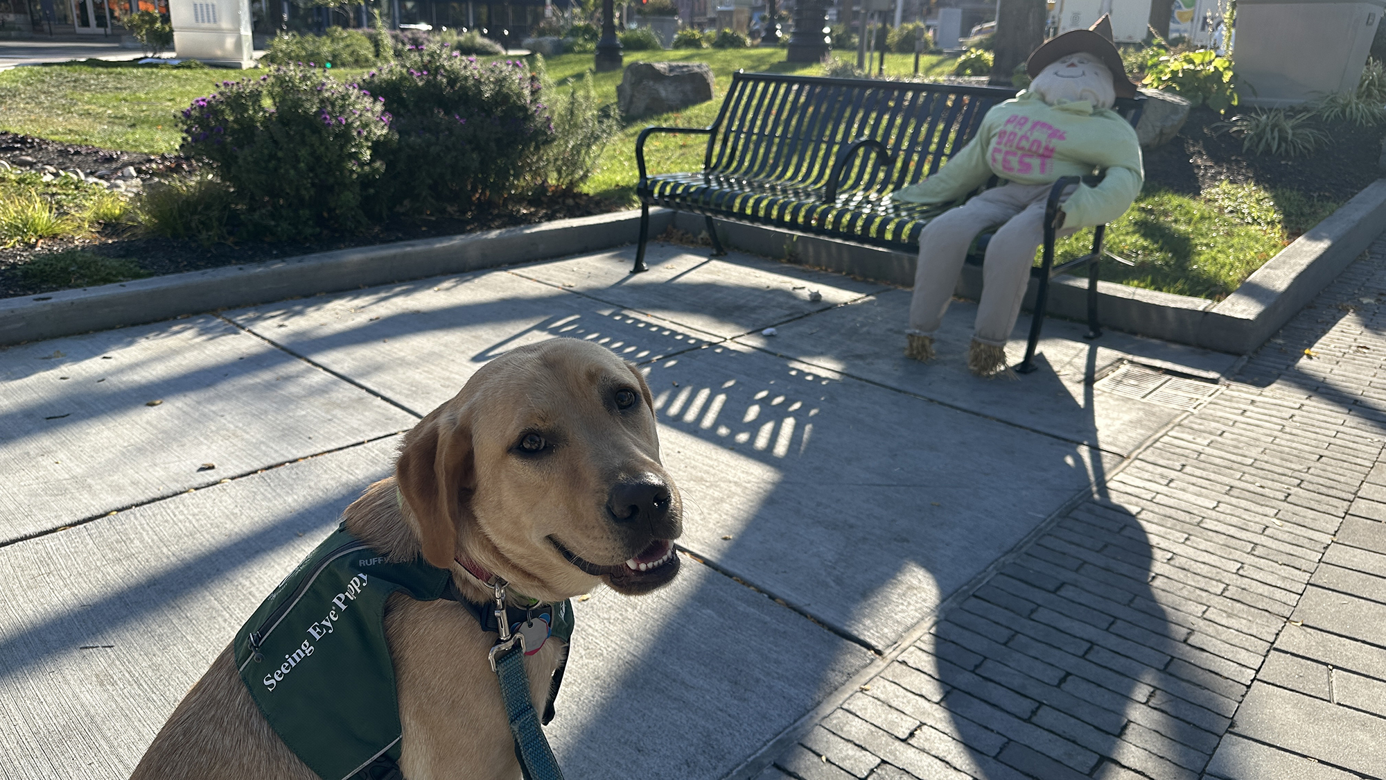 A yellow lab puppy in a green Seeing Eye looks back at the camera. In the background is a scarecrow in a t-shirt and jeans sitting on a park bench.