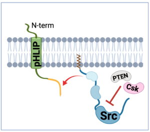 pHLIP-Cx43 peptides to target Src