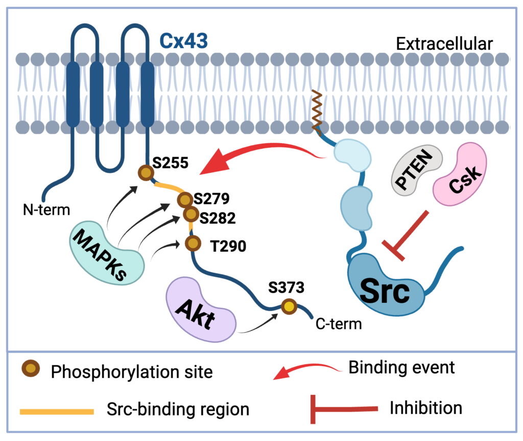 Regulation of Cx43/Src interaction by MAPKs and Akt