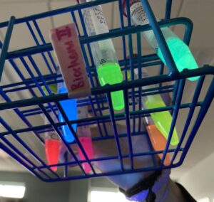 Working with fluorescent proteins in the biochemistry lab