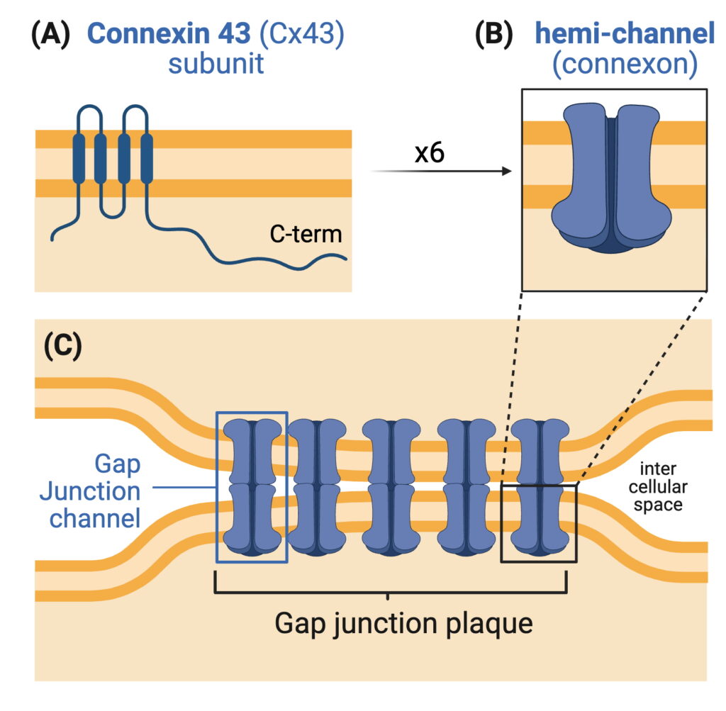 Connexin 43 and GJ structure
