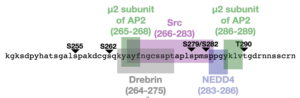 MAPK sites and partners of Cx43