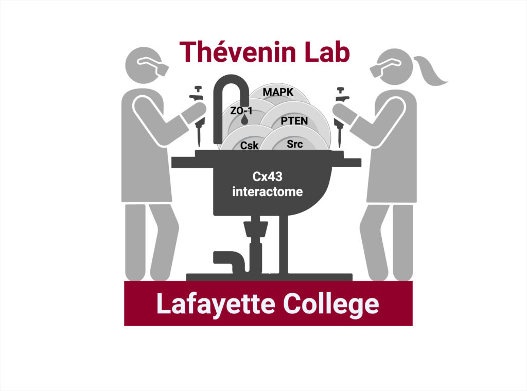 Thévenin Lab Logo