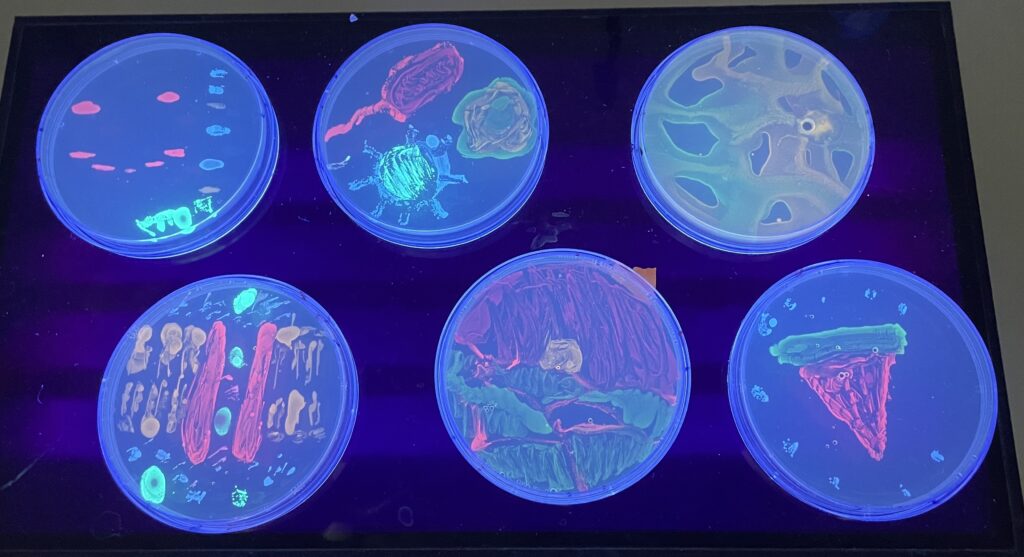 Petri dishes with fluorescent E.coli art work